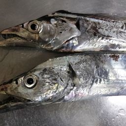 タチウオ