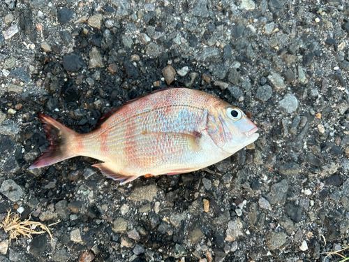 チャリコの釣果