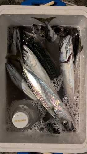 サバの釣果