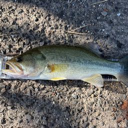 ラージマウスバス