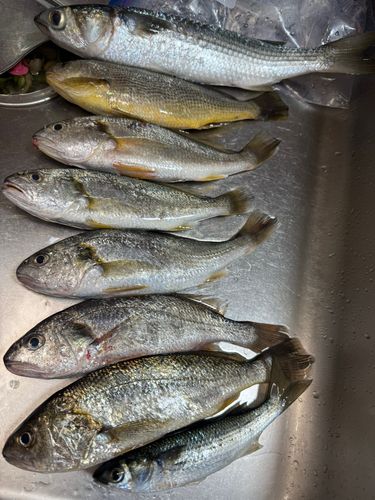 若洲海浜公園海釣り施設