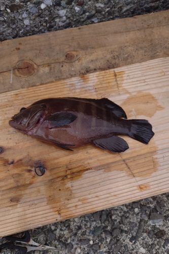 釣果