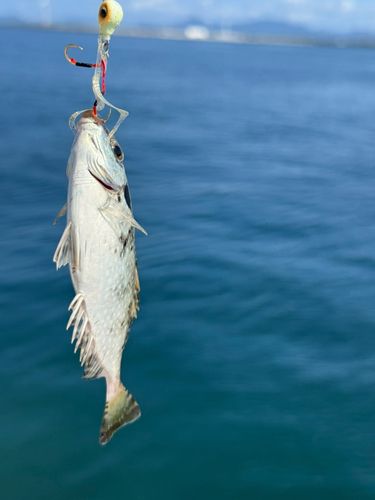 アイゴの釣果