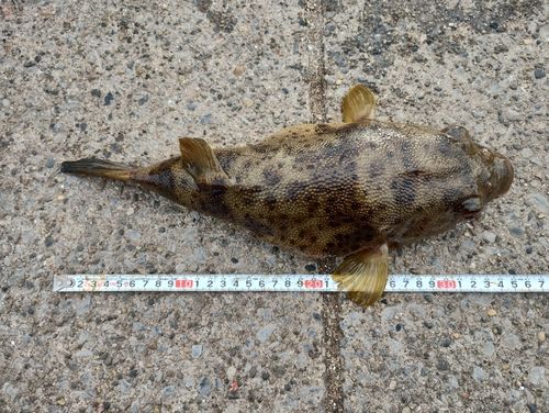 アカメフグの釣果