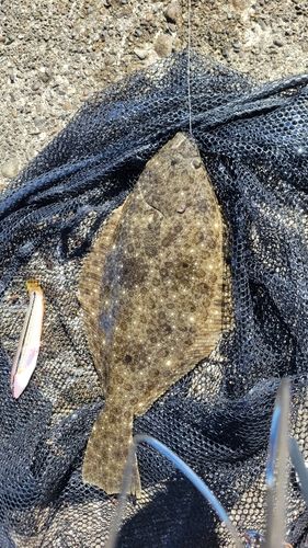 ヒラメの釣果