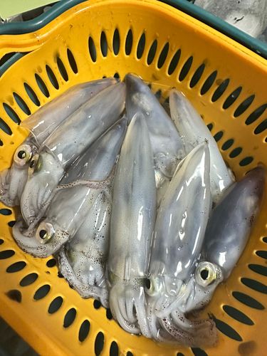 マメイカの釣果