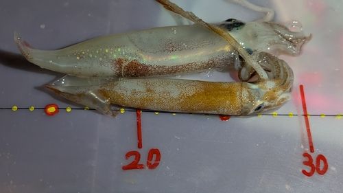 ヤリイカの釣果