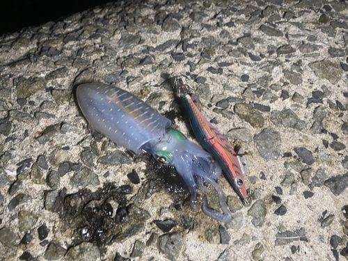 アオリイカの釣果