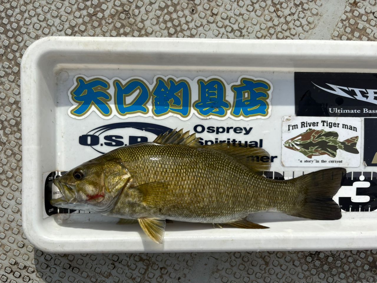 スモールマウスバス