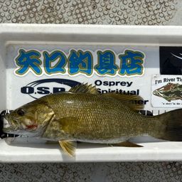 スモールマウスバス