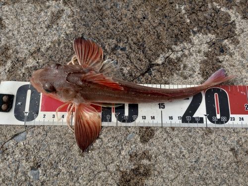 オニカナガシラの釣果