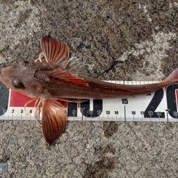 オニカナガシラ