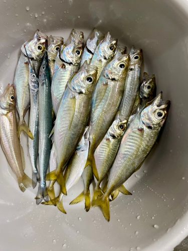 アジの釣果