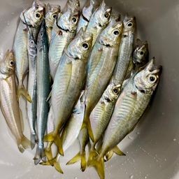 アジ