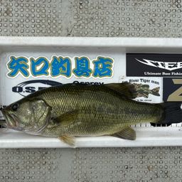 ブラックバス