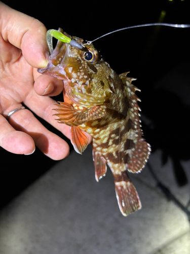 ガシラの釣果