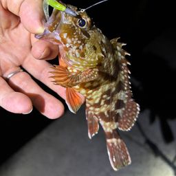 ガシラ