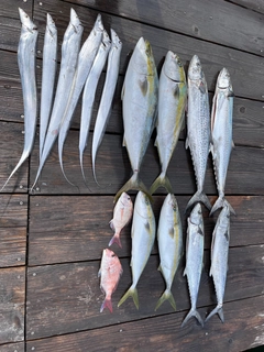 メジロの釣果