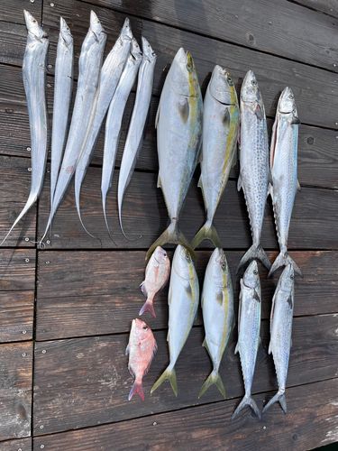 メジロの釣果