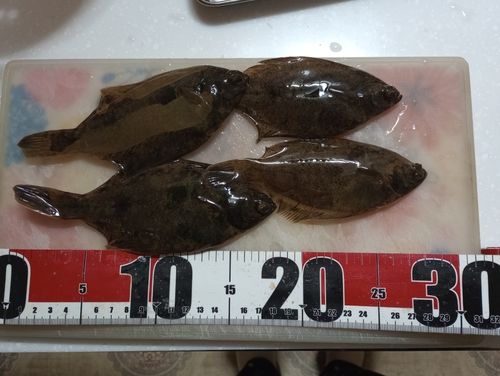 カレイの釣果