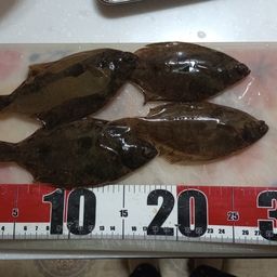 カレイ