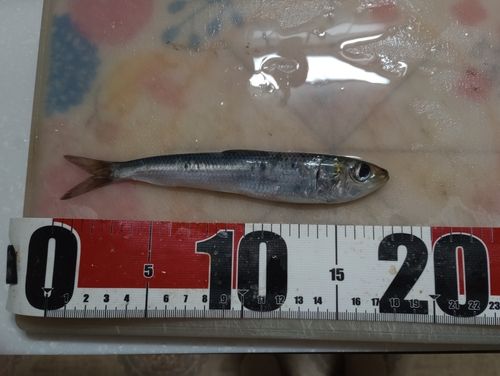 イワシの釣果
