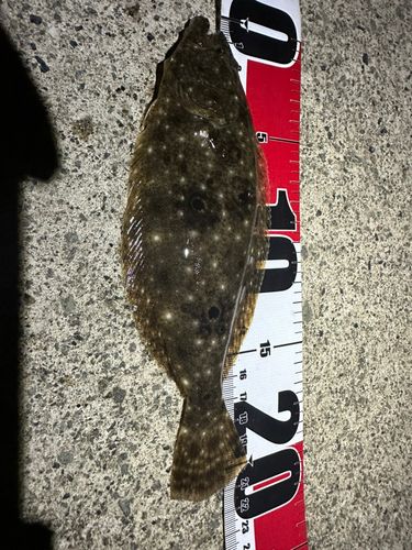ソゲの釣果