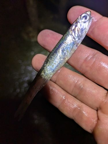 カタクチイワシの釣果