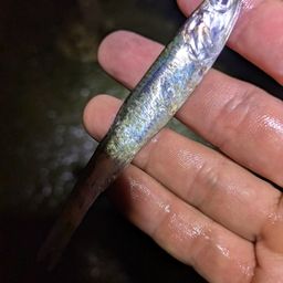 カタクチイワシ