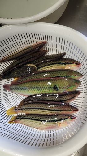 ベラの釣果