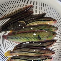 ベラ