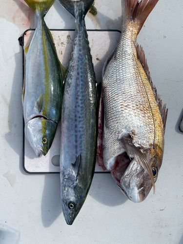 タイの釣果