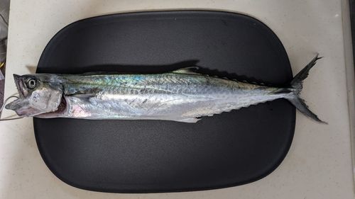サゴシの釣果