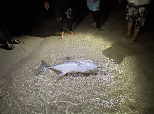 GTの釣果