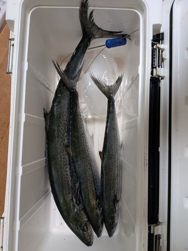 サワラの釣果