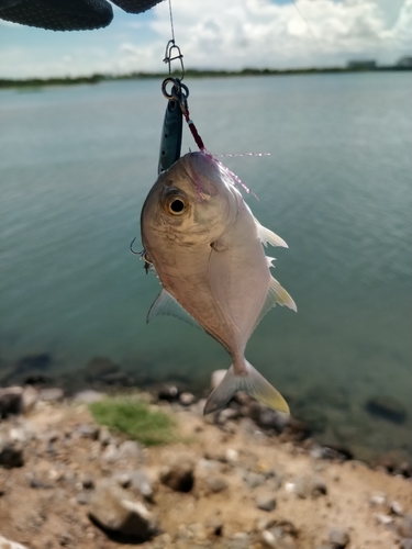 メッキの釣果