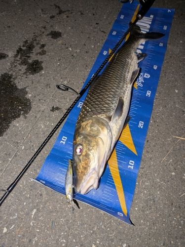 ニゴイの釣果