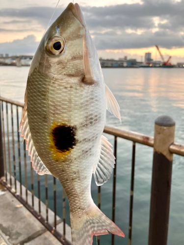 マトフエフキの釣果