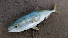 コゾクラの釣果