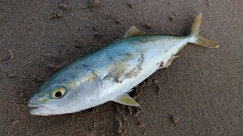 コゾクラの釣果