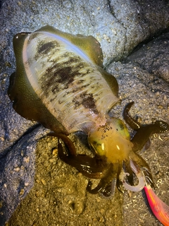 アオリイカの釣果