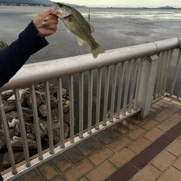 ブラックバス