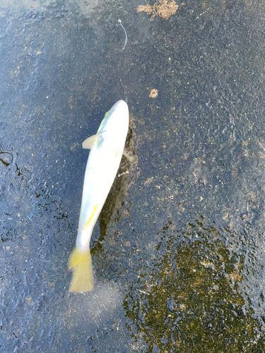 イナダの釣果