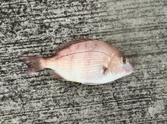 チャリコの釣果