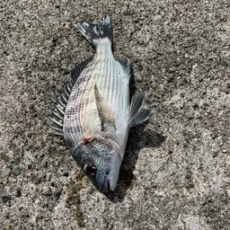 クロダイ