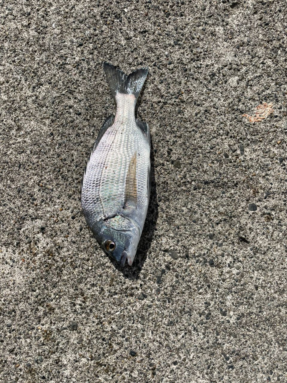 クロダイ