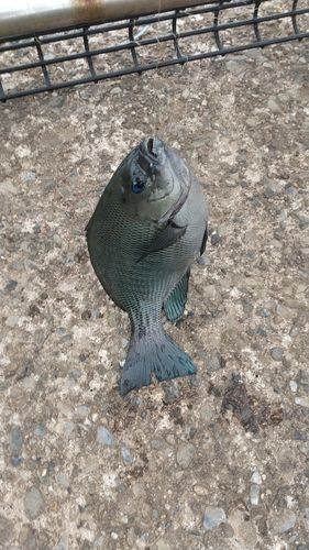 メジナの釣果