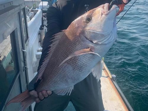 マダイの釣果