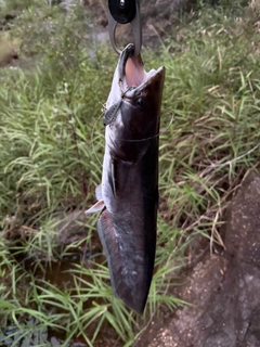 ニホンナマズの釣果