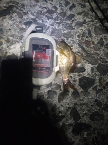 ウミタナゴの釣果